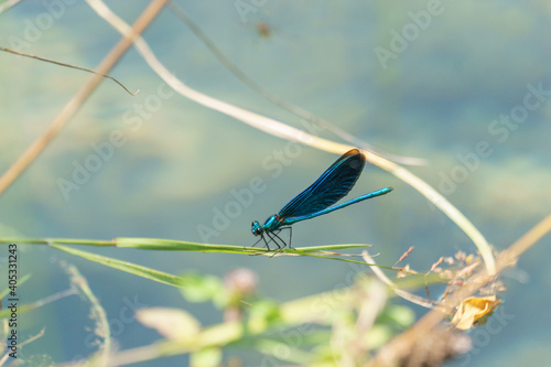 blue dragonfly sitting on a blade of yellow grass at water