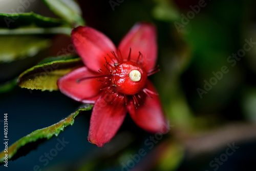 Selective focus closeup of Ochna Serrulata flowers photo