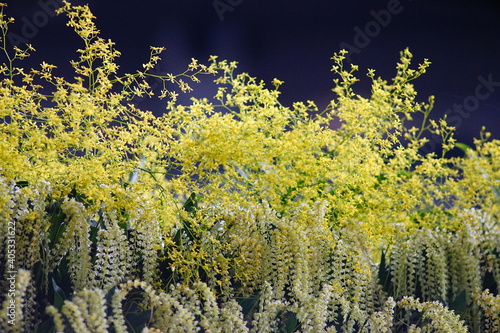 黄色と白色の小さい蘭の花
