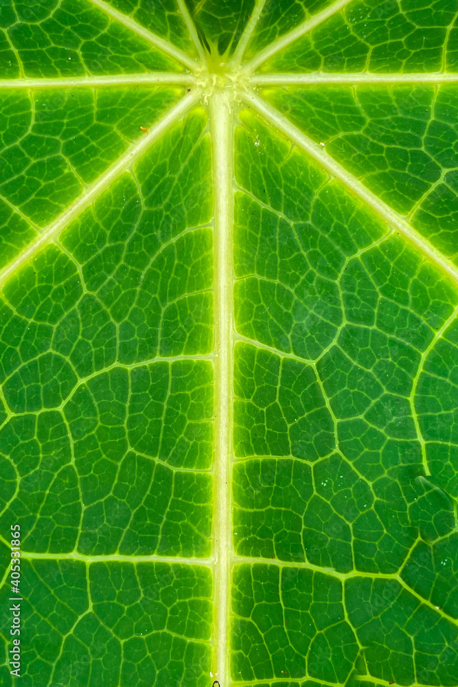 beautiful surface pattern of papaya leaves. natural line arrangement of plants in nature. beautiful surface pattern of papaya leaves. natural line arrangement of plants in nature.
