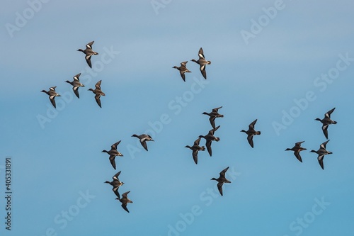 Eurasian Wigeon  Mareca penelope birds in flight in sky