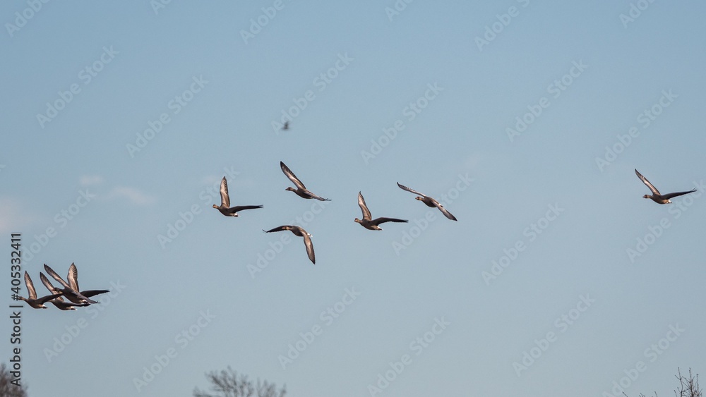 Greylag Geese, Greylag Goose, Anser anser in flight on the sky Greylag Geese, Greylag Goose, Anser anser in flight on the sky