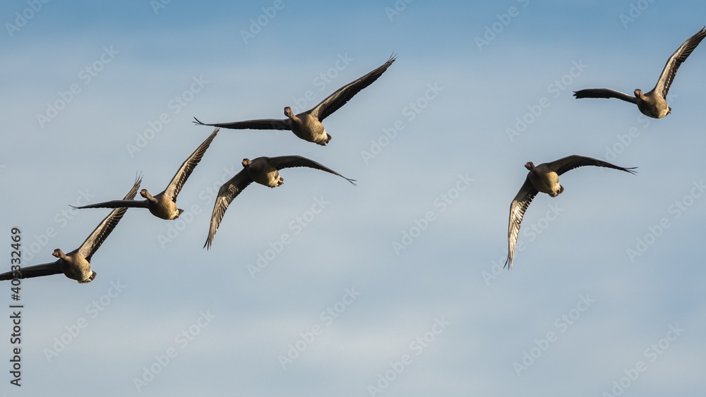 Greylag Geese, Greylag Goose, Anser anser in flight on the sky Greylag Geese, Greylag Goose, Anser anser in flight on the sky
