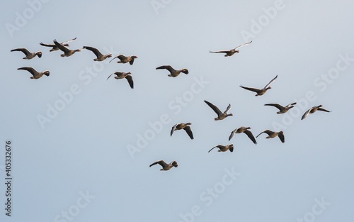 Greylag Geese, Greylag Goose, Anser anser in flight on the sky © Maciej Olszewski