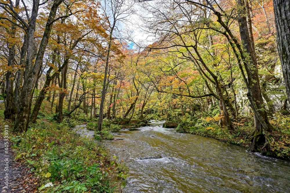 晩秋の奥入瀬渓流の紅葉情景@青森 晩秋の奥入瀬渓流の紅葉情景@青森