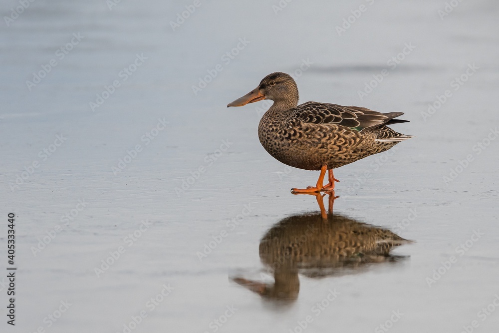 Northern Shoveler, Shoveler, Anas clypeata female on Ice in Devon in England, Europe Northern Shoveler, Shoveler, Anas clypeata female on Ice in Devon in England, Europe