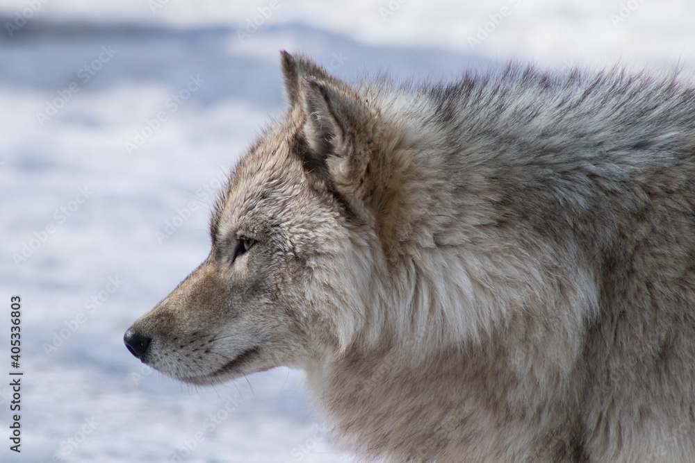 gray wolf in snow