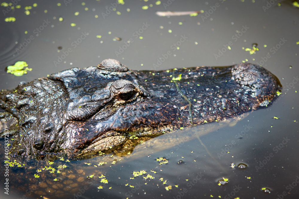 Fototapeta premium alligator in the everglades