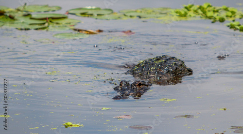 alligator in the water