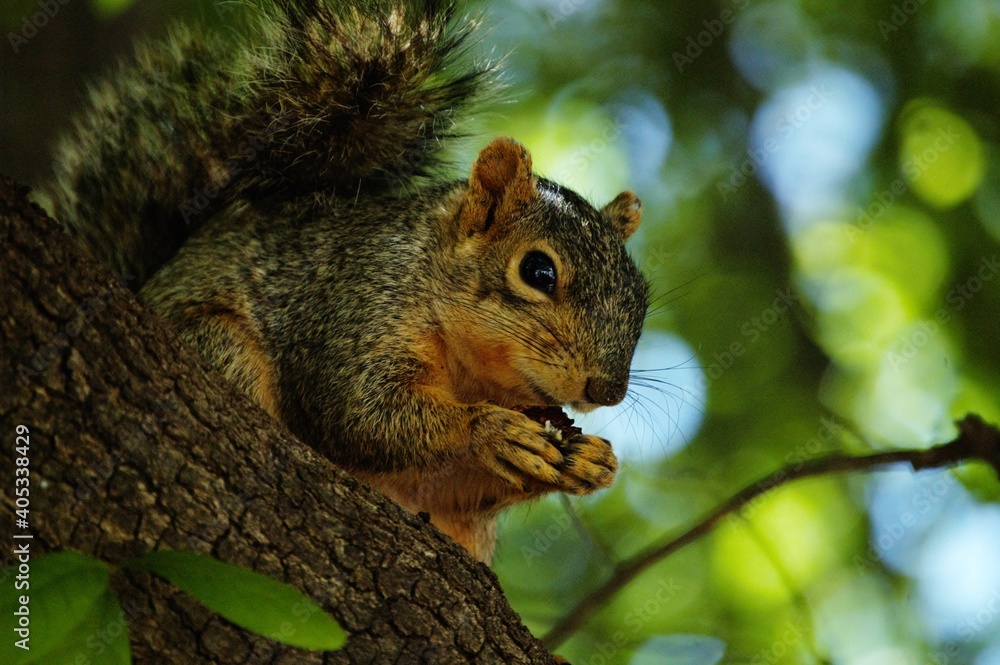Squirrel Eating
