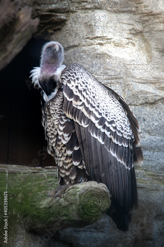 White necked vulture sitting on a piece of wood