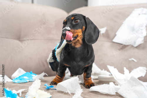 Disobedient dachshund puppy made a mess, collected home slippers of owner in bed and tore them up, now impudent dog is sitting satisfied with itself as in dump and licking its lips.