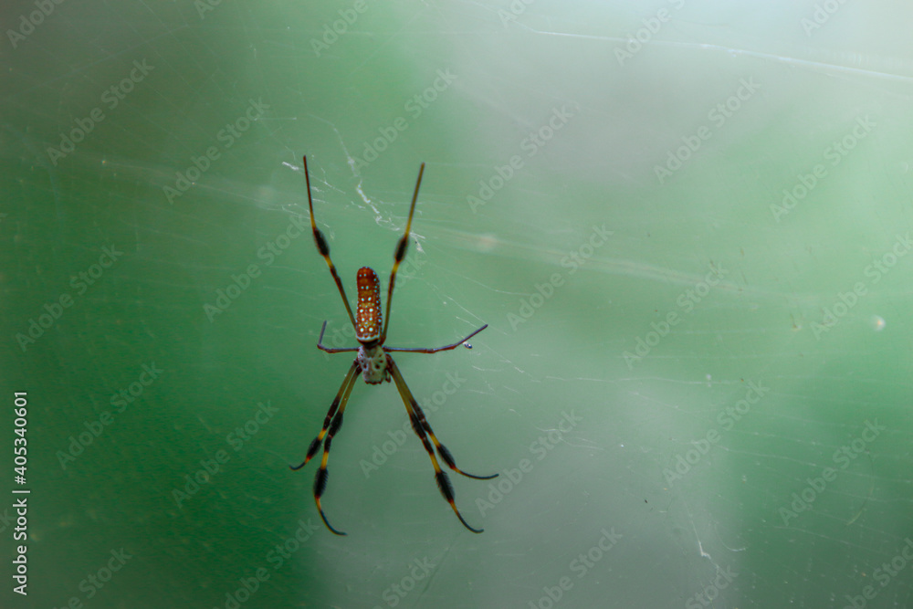 custom made wallpaper toronto digitalGiant banana spider in a web