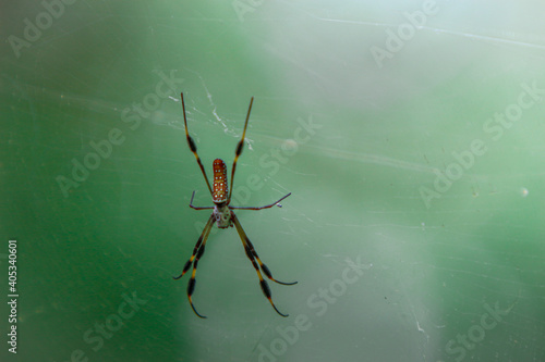 Wallpaper Mural Giant banana spider in a web  Torontodigital.ca