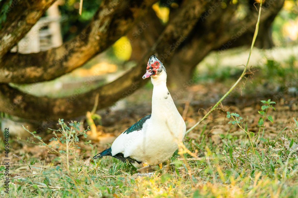 Fototapeta premium A duck that is foraging in the evening
