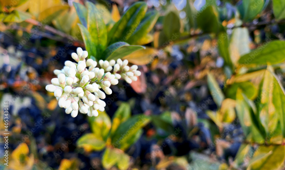 Nice and pretty white flower buds with magenta plants in the background Nice and pretty white flower buds with magenta plants in the background