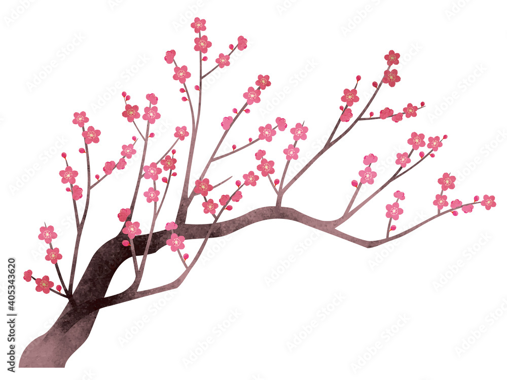 水彩風 紅梅のイラスト 水彩風 紅梅のイラスト