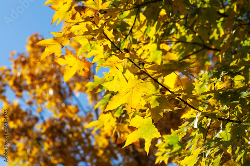 Beautiful yellow leaves in autumn