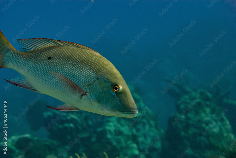 Mahogany Snapper swimming in the Caribbean Mahogany Snapper swimming in the Caribbean
