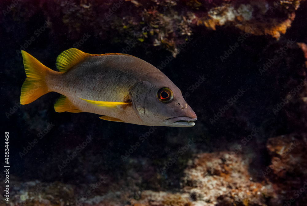 Schoolmaster Snapper in Little Cayman Schoolmaster Snapper in Little Cayman
