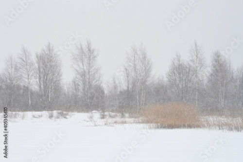 Gloomy monochrome winter landscape in an overcast day, Silhouettes of bare trees and bushes on a snowy field