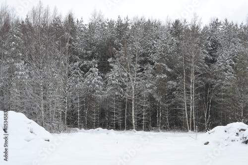 Winter forest landscape. Dark silhouettes of snow-covered bare trees in a winter forest on a cloudy day