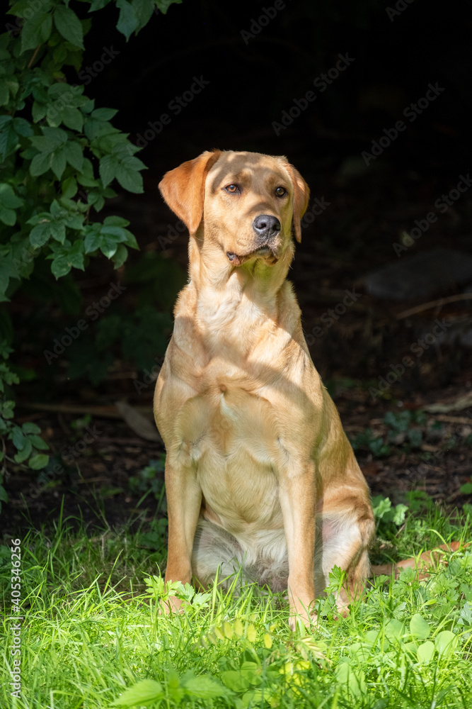 Close up image of golden brown labrador retriever, sitting on green grass in a park or garden, looking up, dog collar, lit by sun, blurry background, vertical image. High quality photo