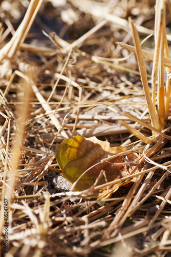 Fallen leaves in cluttered grass