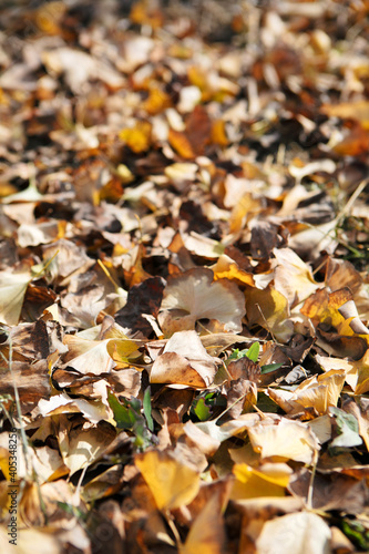Dead leaves on the ground in late autumn