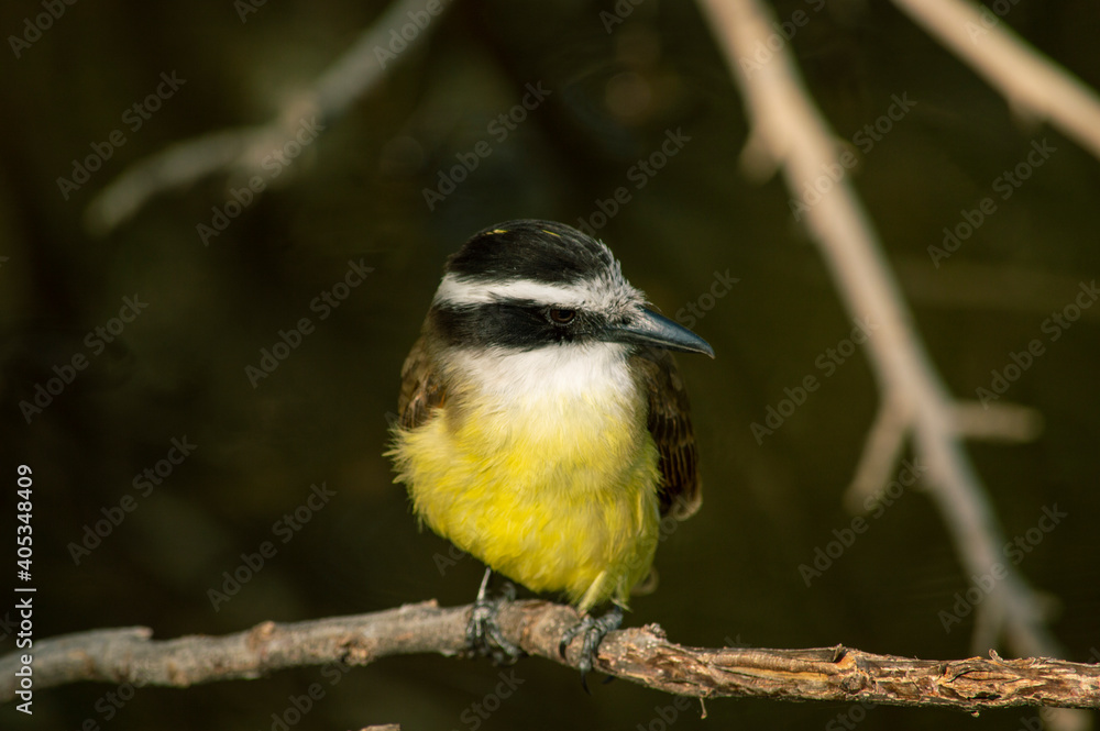 Fototapeta premium bird