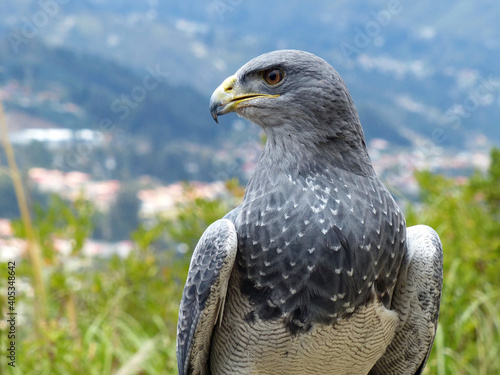 Black breasted eagle resting. Close up. Ecuador