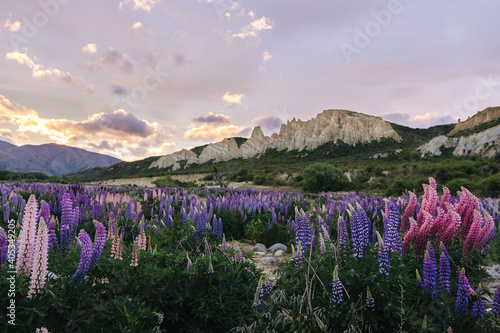 Colorful twilight at Omarama Clay cliff with lupin flowers field. New Zealand, South Island