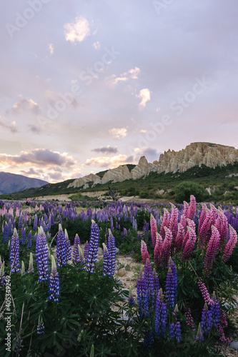 Amazing sunset at Omarama Clay Cliff with lupine in blossom. New Zealand.