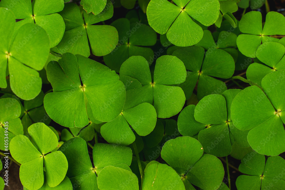 Water clover.Natural plant green background of small wild clover.Green background with three-leaved shamrocks. Water clover.Natural plant green background of small wild clover.Green background with three-leaved shamrocks.