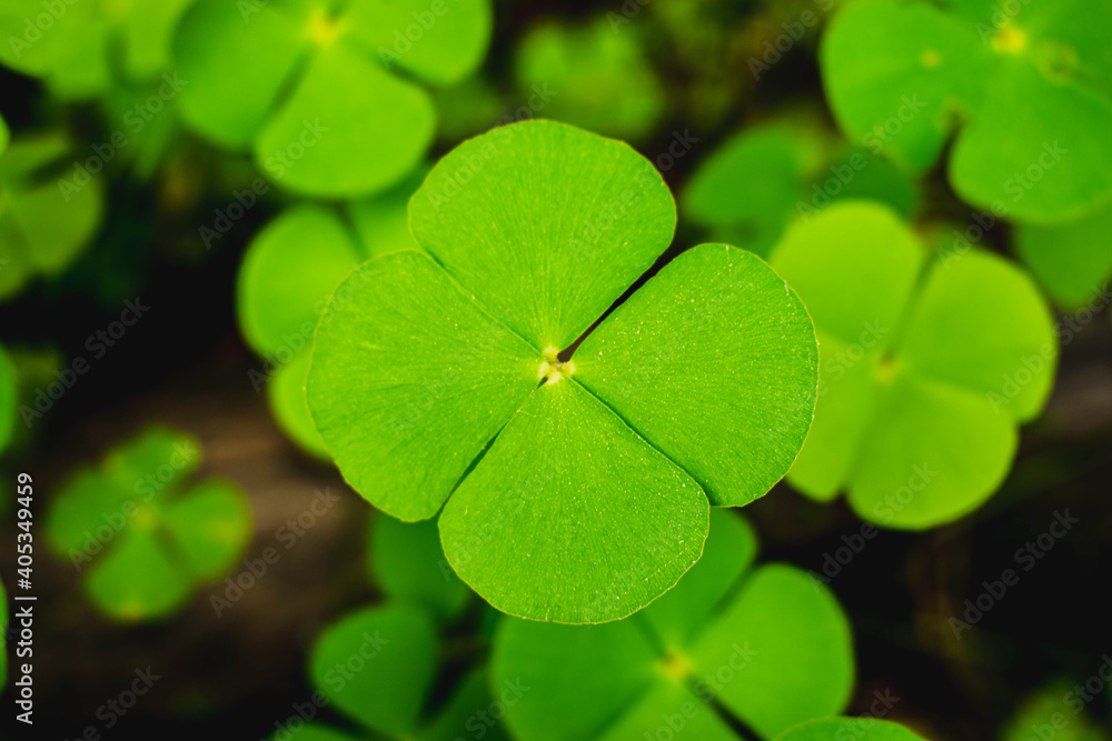 Water clover.Natural plant green background of small wild clover.Green background with three-leaved shamrocks. Water clover.Natural plant green background of small wild clover.Green background with three-leaved shamrocks.