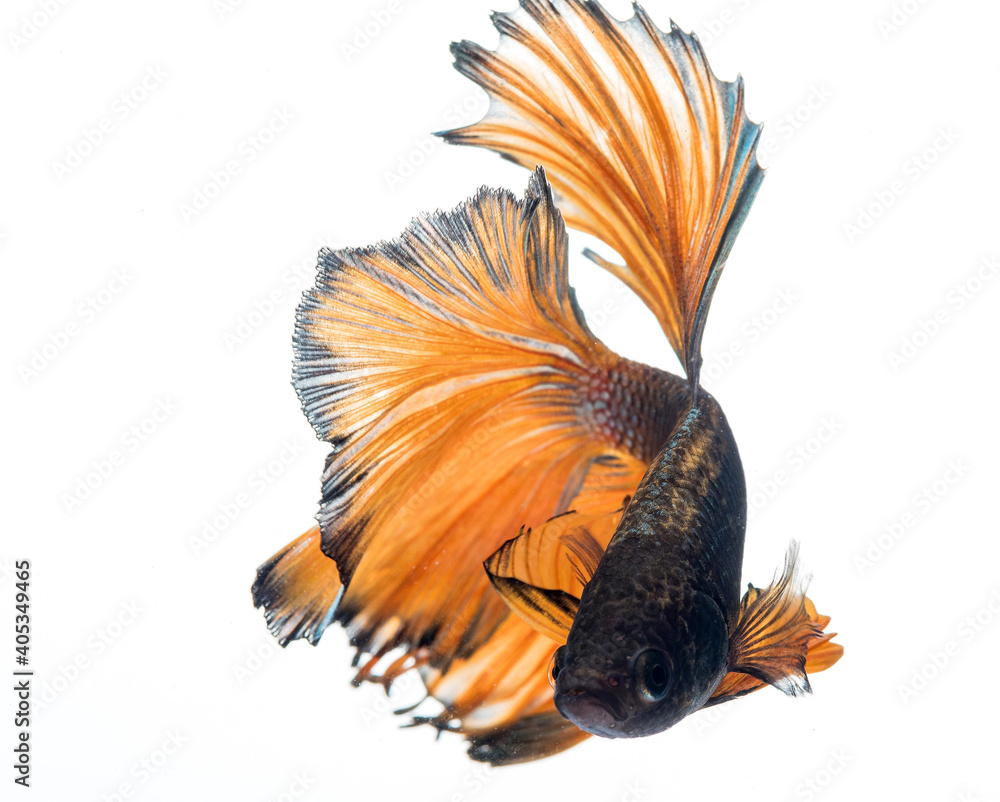 Fototapeta premium halfmoon betta fish, siamese fighting fish, betta splendens 