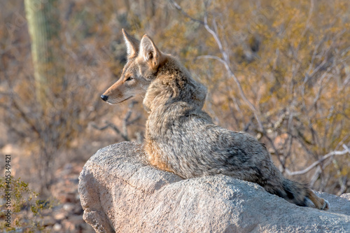 Coyote resting on a rock in the Sonoran Desert photo