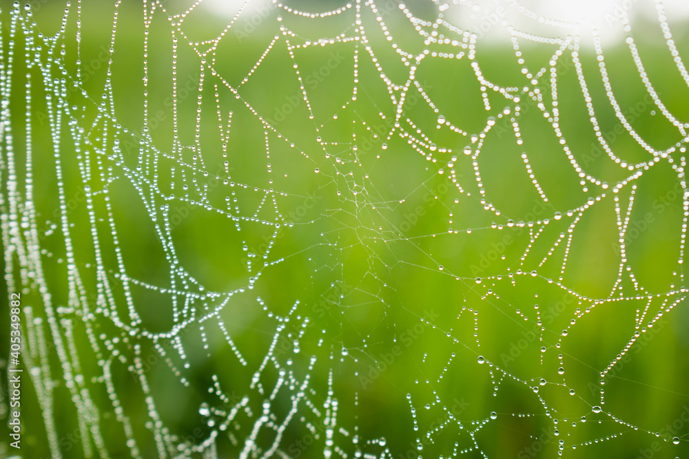 Spiderweb and dewdrops in morning light,Rain drops on spider webs.Spider web with dew drop in the morning.