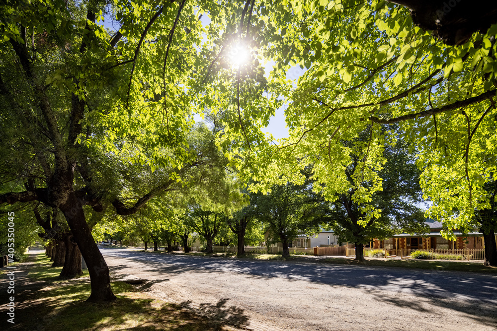 Naklejka premium Leafy tree lined suburban street in Beechworth, Victoria, Australia