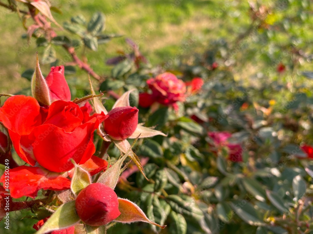Amazing red rosebuds together in a park in spring on a sunny day Amazing red rosebuds together in a park in spring on a sunny day