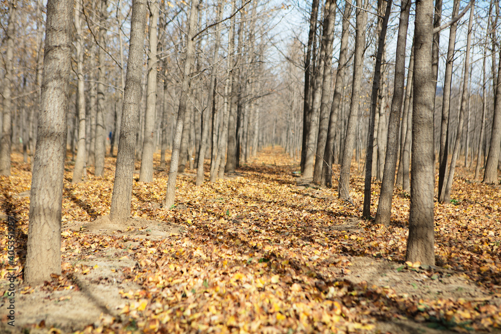 The ginkgo forest in the bleak late autumn The ginkgo forest in the bleak late autumn