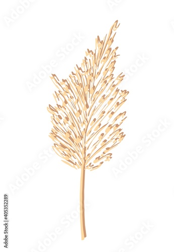 Hand-drawn vector drawing in pastel beige colors. Twig, inflorescence of panicle of pampas grass, isolated on white background. Reed is a wild steppe plant. For boho decoration.