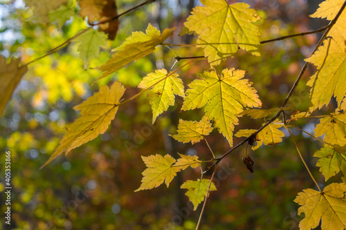 Branches of a tree with yellow autumn leaves, which are illuminated by the sun