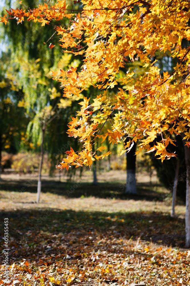 The leaves of the northern late autumn The leaves of the northern late autumn