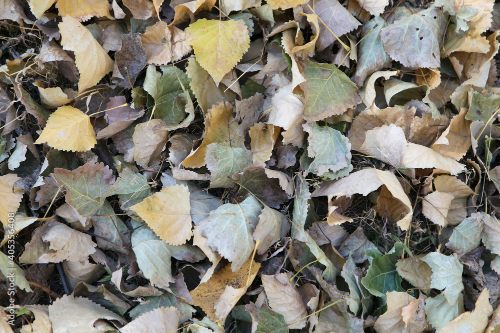Dead leaves background