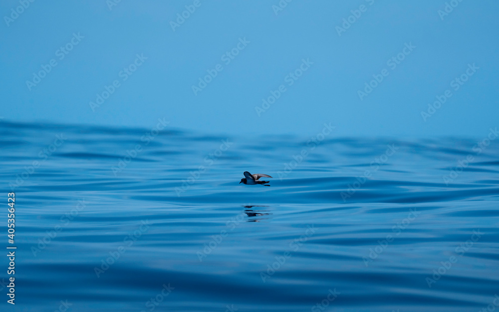 Fototapeta premium seagull on the water