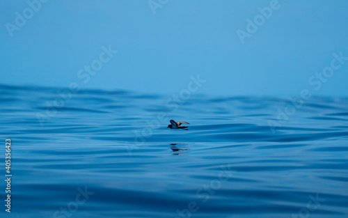 seagull on the water