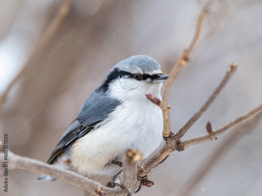 Eurasian nuthatch or wood nuthatch, lat. Sitta europaea, sitting on a tree branch with a blurred background. Eurasian nuthatch or wood nuthatch, lat. Sitta europaea, sitting on a tree branch with a blurred background.