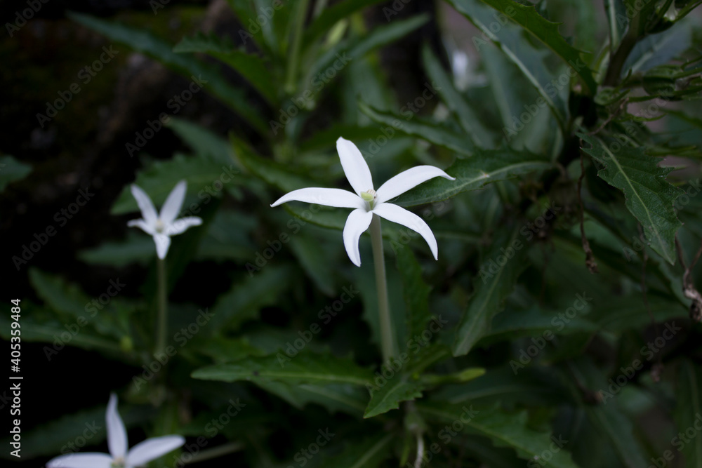 Fototapeta premium beautiful white flowers photography with leaves close up technique AP002