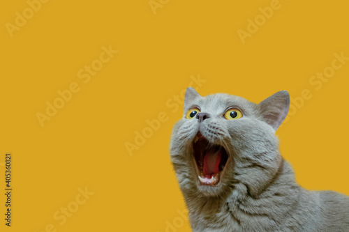 A British cat with a blue coat looking up. The cat opened his mouth with a mad look. The concept of an animal that is surprised or amazed. The cat on an isolated background of Fortuna Gold color.
